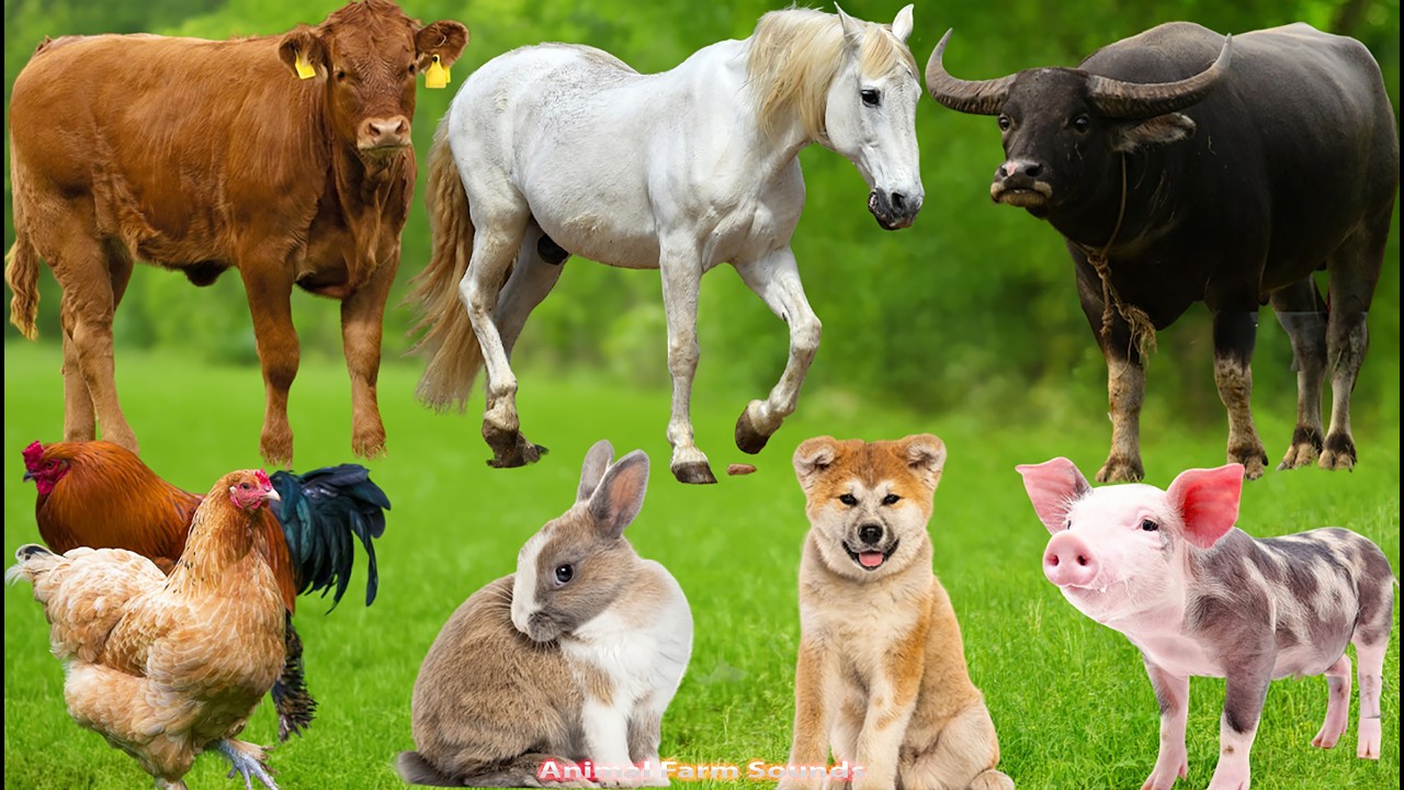 Farm Animal Habitats: Cow, Horse, Dog, Chicken, Pig, Elephant, Deer, Turtle &ndash; Animal Sounds