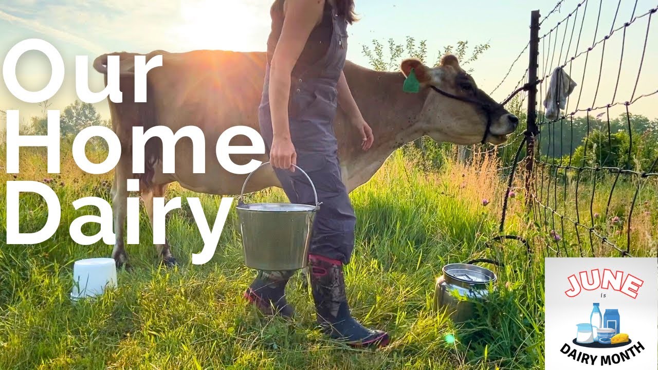 A day in the life with a family milk cow + the best Mac & Cheese!