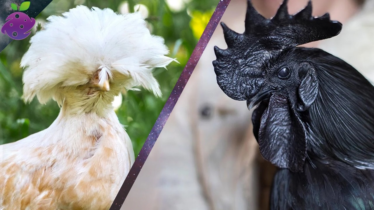 The 25 Most Bizarre and Beautiful Chicken Breeds from Around the World