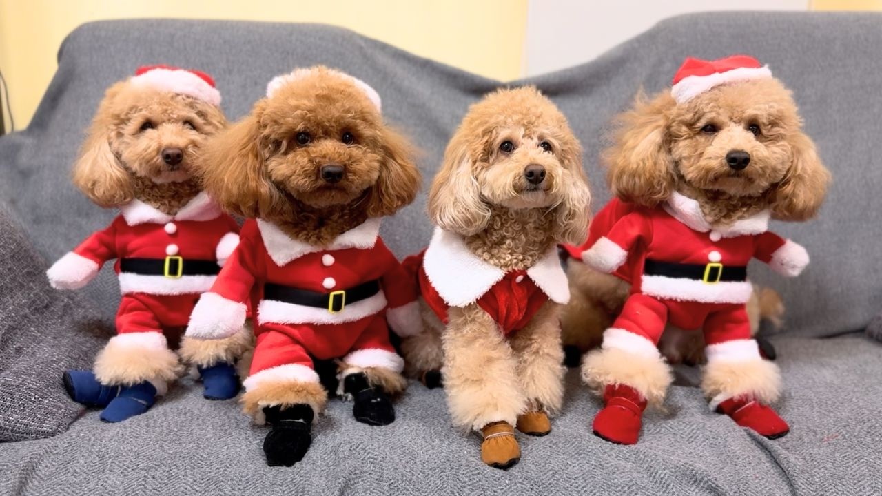 トイプードル4匹と過ごすクリスマス2025【多頭飼い】