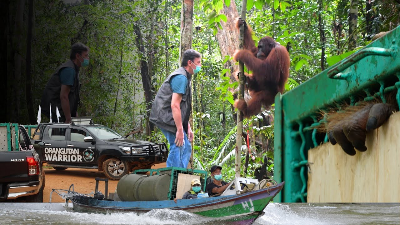 BOS Nyaru Menteng: Orangutan Release Video Spring 2025
