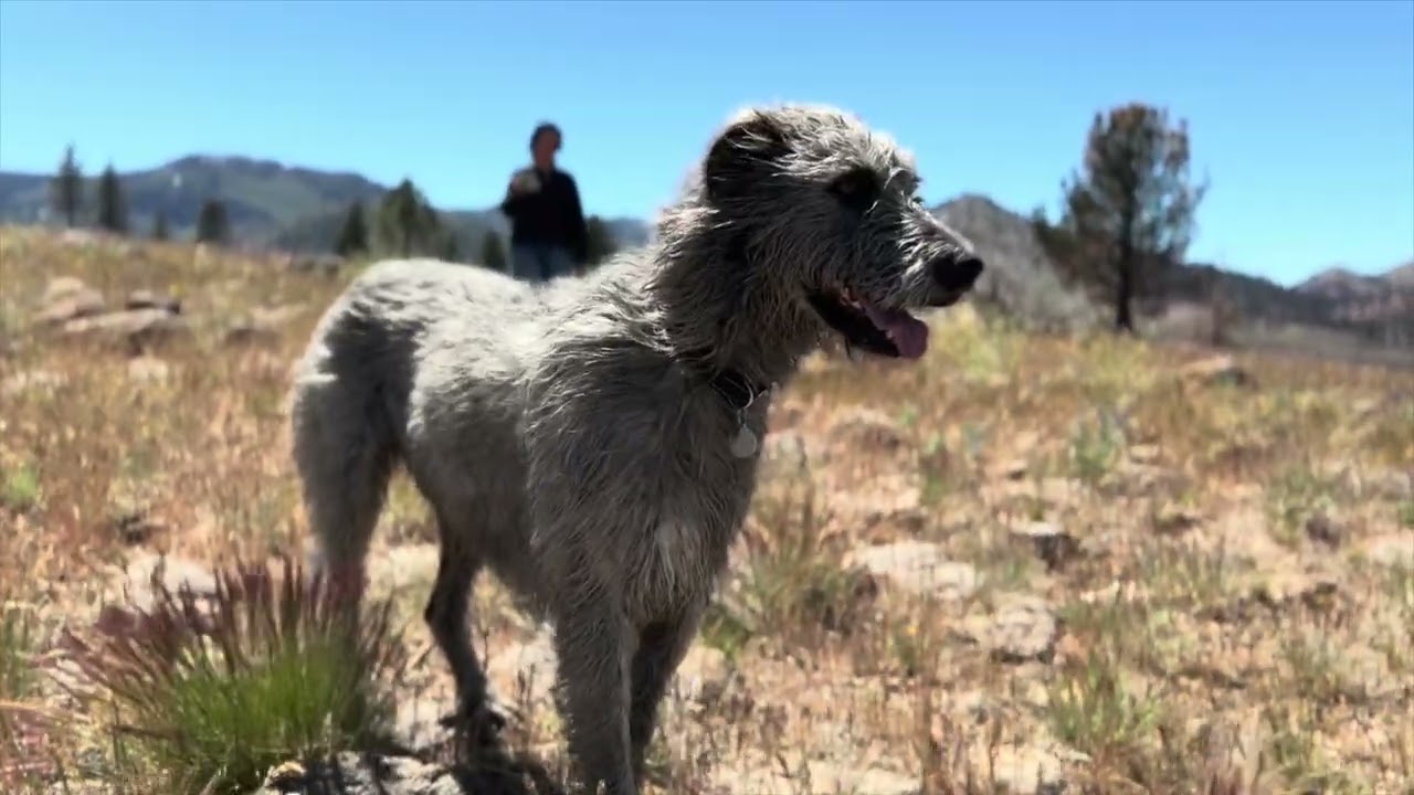Irish Wolfhounds in the mountains #irishwolfhound #doglife 
