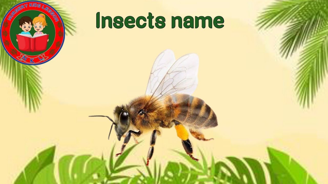 Insects and bugs vocabulary|A listof insects|The crawling world|insectsinEnglish|Nursery kids lesson