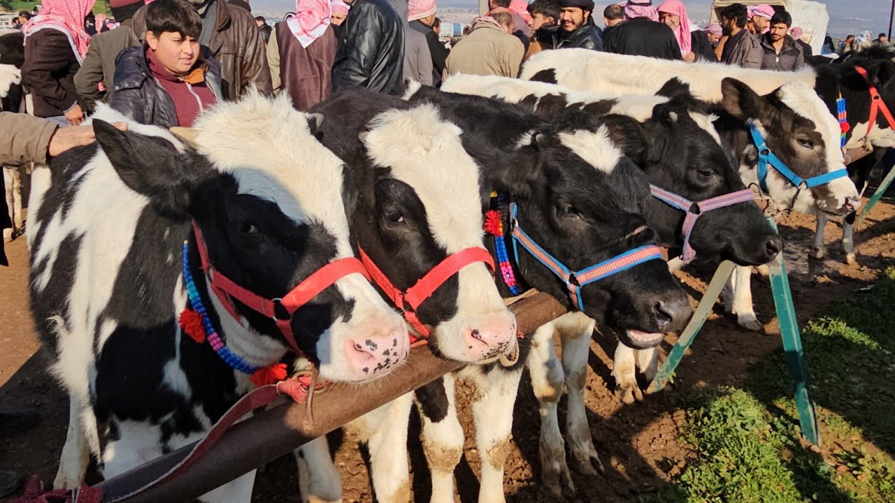 سوق البقر في بشمارون بكيرة سمنتال احمر مع ابنها الدفع ٢٧٠٠بتاريخ 2/15 لتواصل 352681111182+
