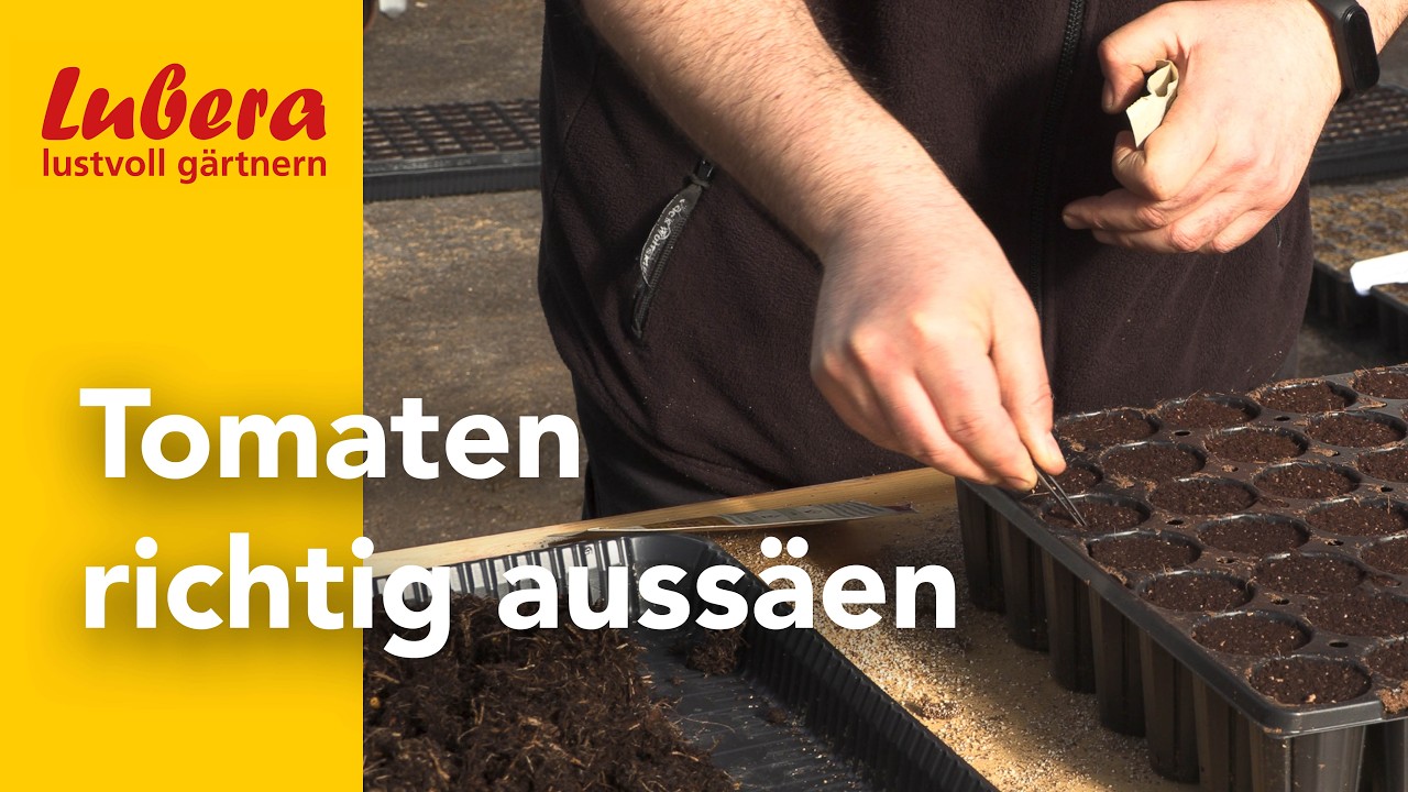 Tomaten auss&auml;en: Schritt f&uuml;r Schritt zu starken Tomatenpflanzen