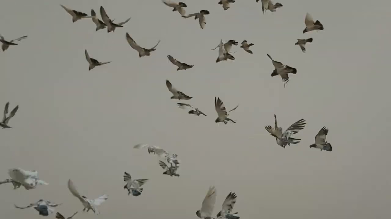 خبطه مال صغار وشوف شصار
