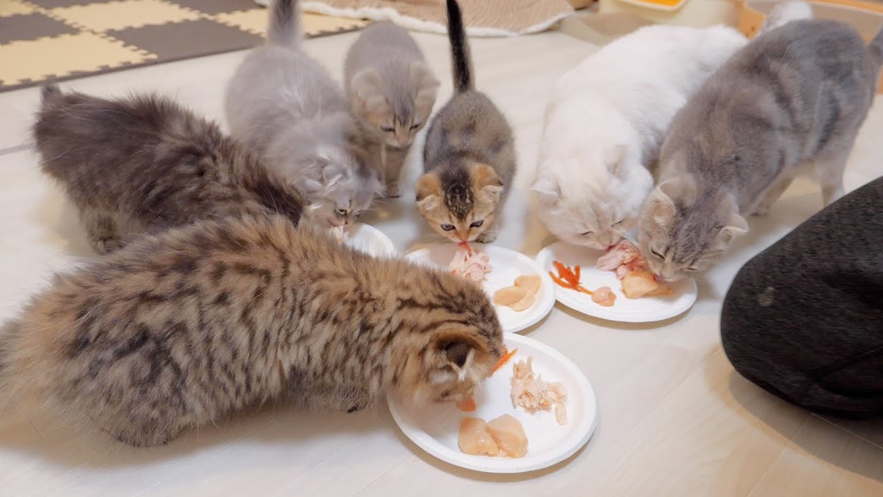 Это был последний обед для первого помета котят Лулу!