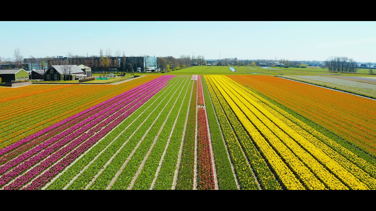 Bollenvelden Lisse/Keukenhof - 4K - DJI Mavic 2 Pro Drone