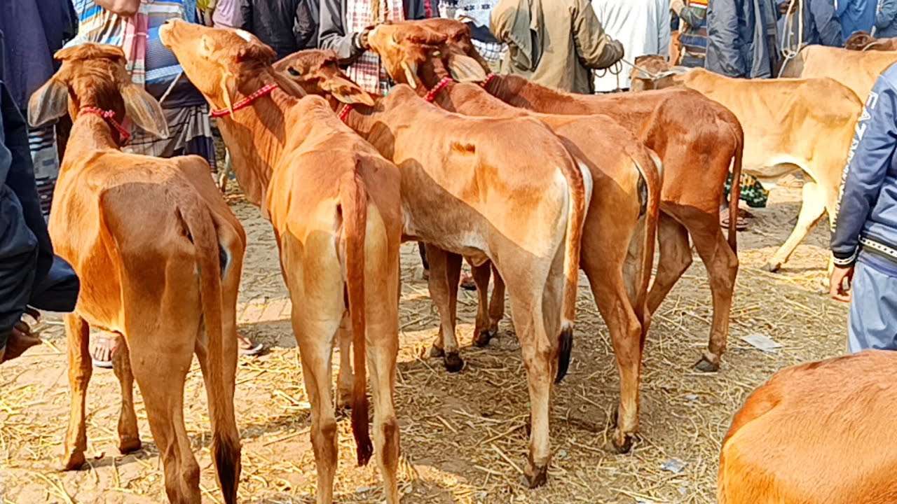 ২৭/০১/২৬/ দাম কমে গেলো বকনা বাছুর গরুর জয়পুরহাট গরুর হাটে #cow #cow_farm #farming