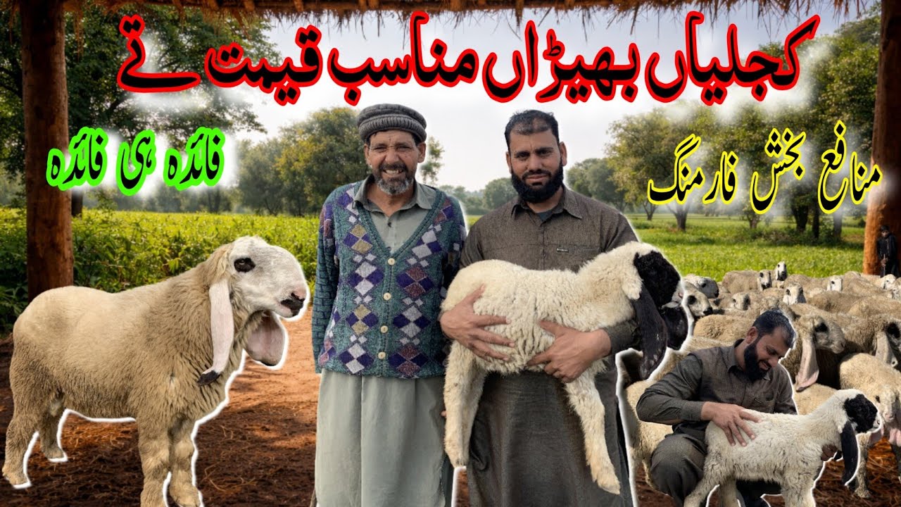 Kajlian Bheran Munasib Qeemat Te۔ #KajlianBheran #SheepFarming #SheepMarket 