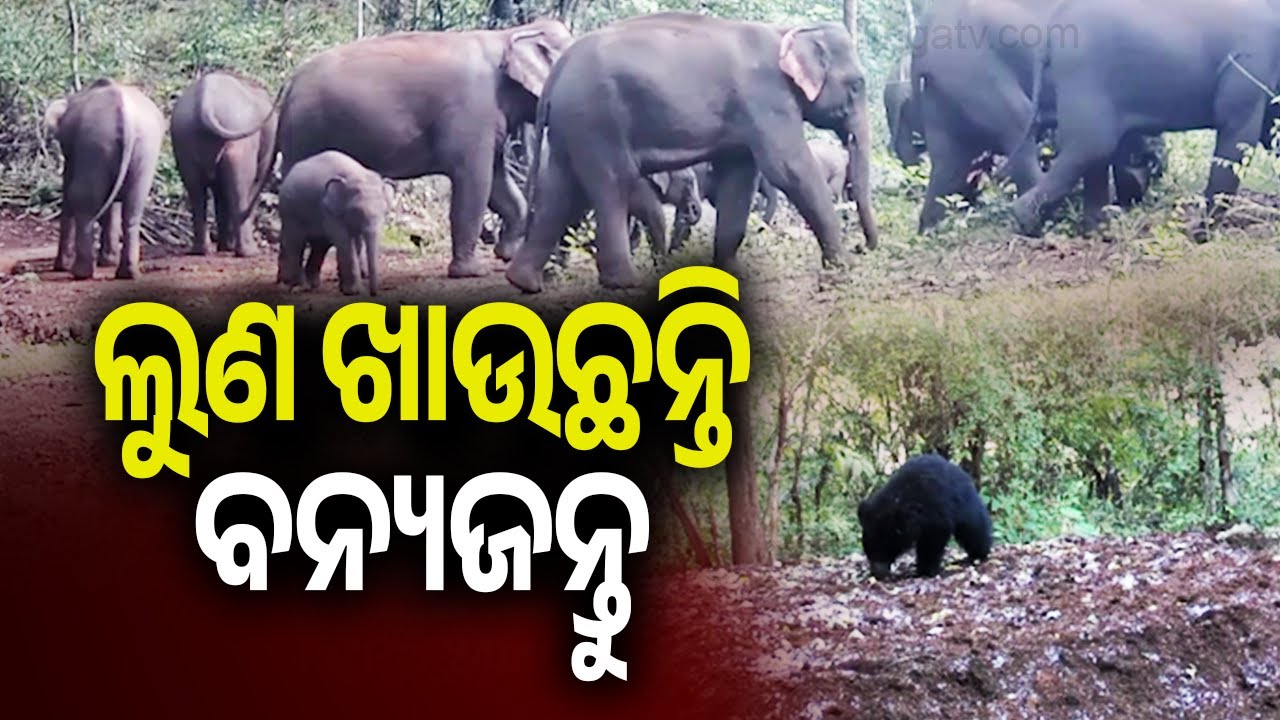 Nayagarh Forest officials place salt licks to improve animals' health | Kalinga TV