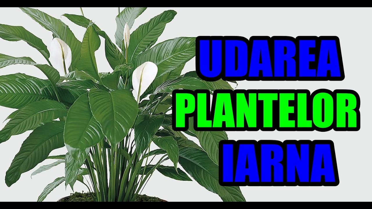 Cum se udă plantele iarna #ingrijireaflorilor
