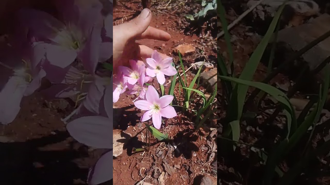 Zephyranthes carinata, lirio de lluvia o brujita