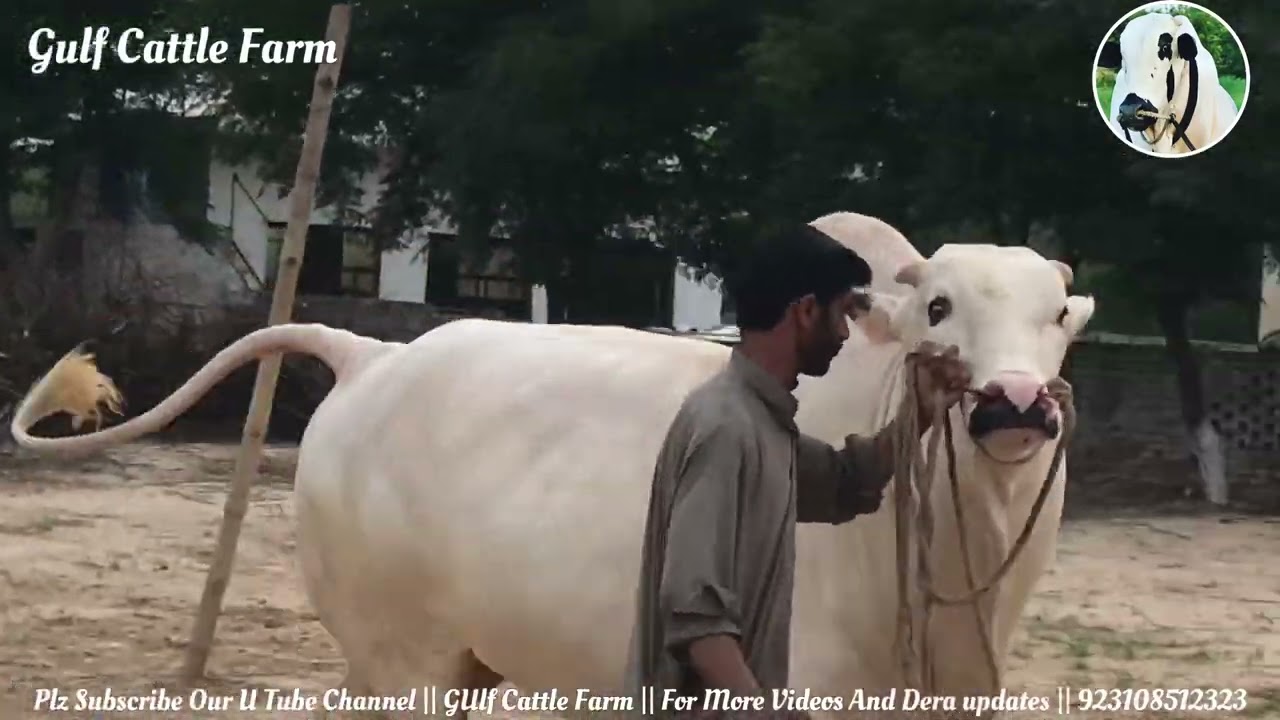 Heavy Dhani Bulls || Jori 2023 Sale Start || Must Visit Gulf Cattle Farm