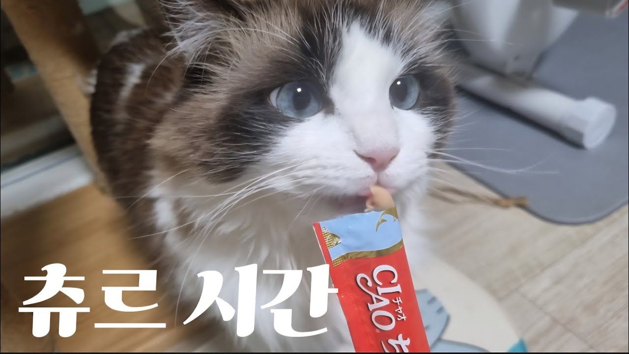 고양이의 먹방 타임