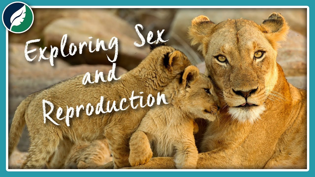Exploring Sex and Reproduction | Compilation