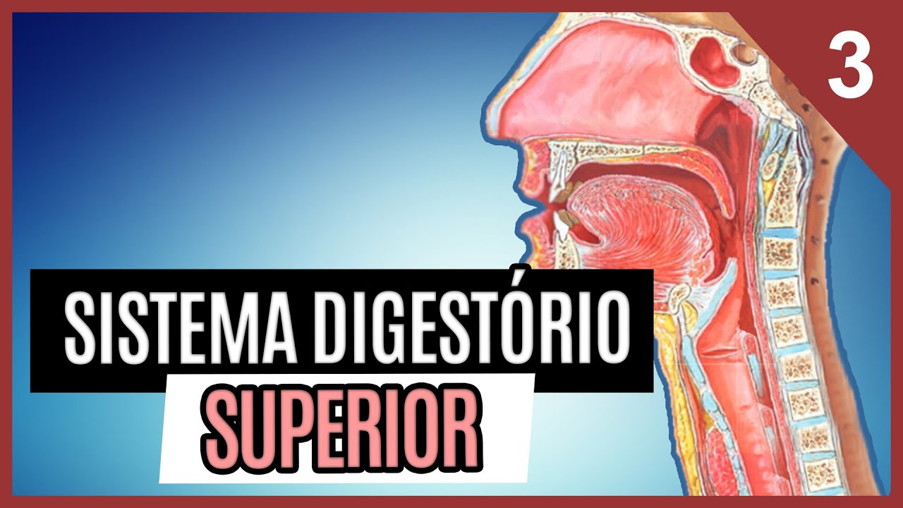 Trato Gastrointestinal Superior - Boca, Faringe, Esôfago e Estômago - Aula 3