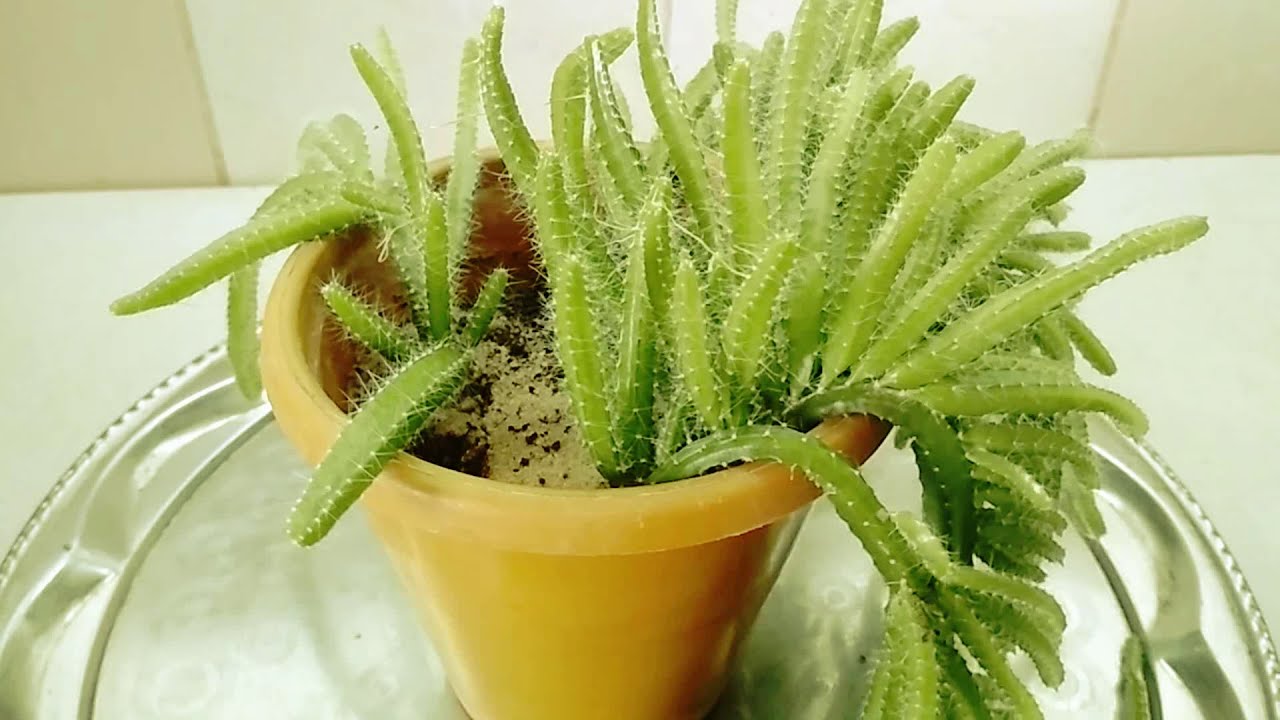 Кактус ампельный Гилоцереус трёхгранный- уход и размножение. //cactus ampelny Hylocereus trihedral//