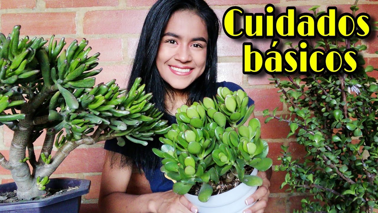 JADES - OREJITAS DE SHREK: todo lo que debes saber 🌱 | Jardines by Angie