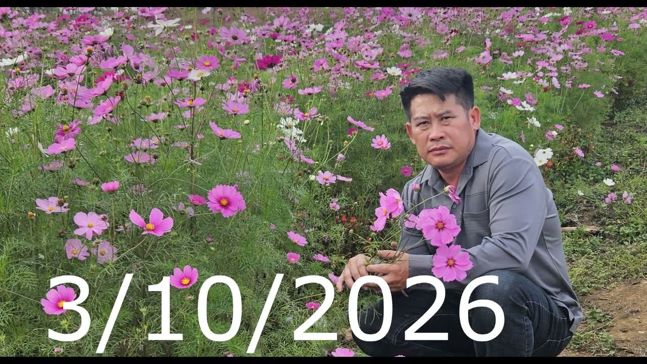 hlub koj npaum twg lo tsi paub ua ca lawm/3/10/2026