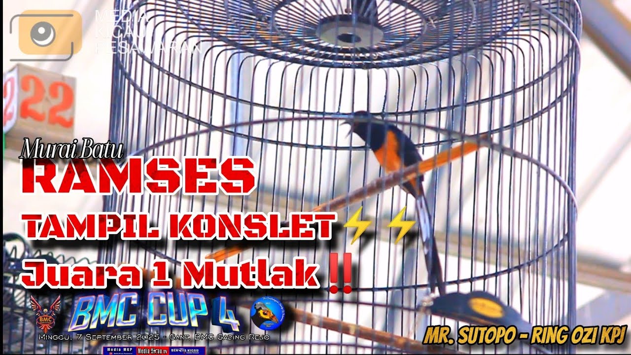 KONSLET‼️Murai Batu Ramses mutlak Juara 1 di BMC CUP 4