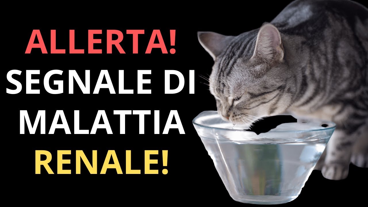 Il tuo gatto ha una MALATTIA RENALE se fa QUESTO!