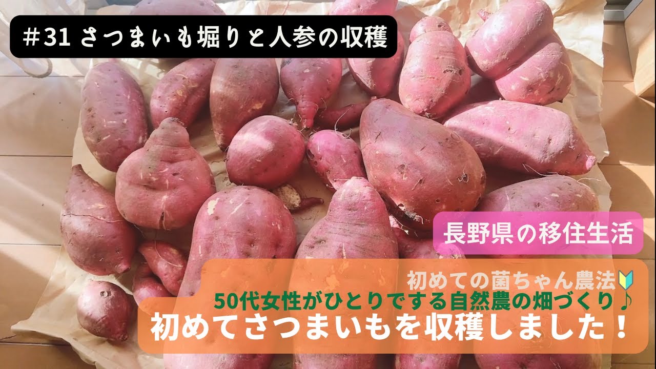 【初めての菌ちゃん農法】♯31 初めてのさつまいも掘りにドキドキしました。 50代女性の自然農法と畑づくりの実践Vlog