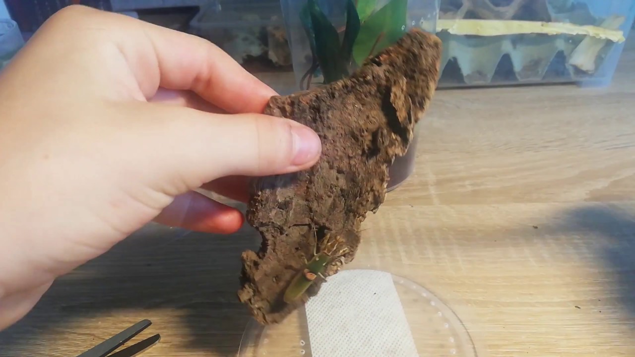 Przekładanie modliszki Creobroter gemmatus 😎