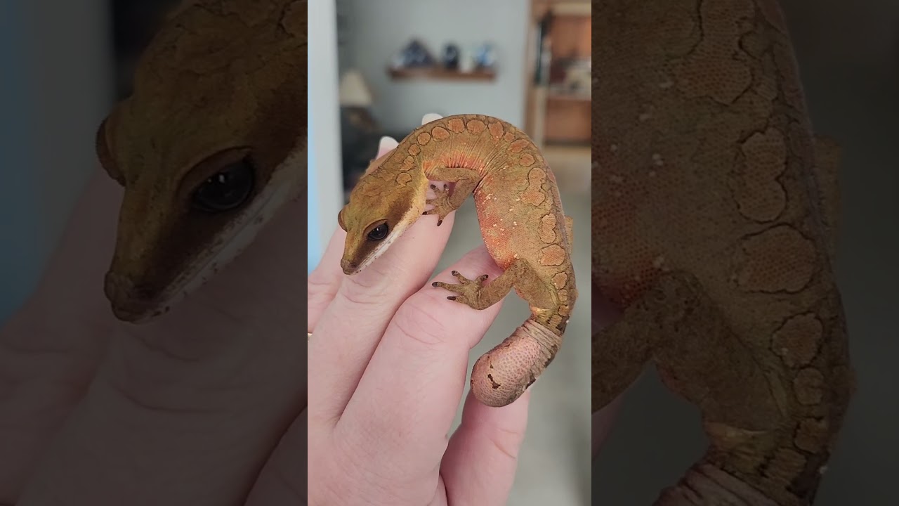 ❤️❤️❤️ #malaysiancatgecko #catgecko #reptiles #gecko #lizard #pets #animals #shorts