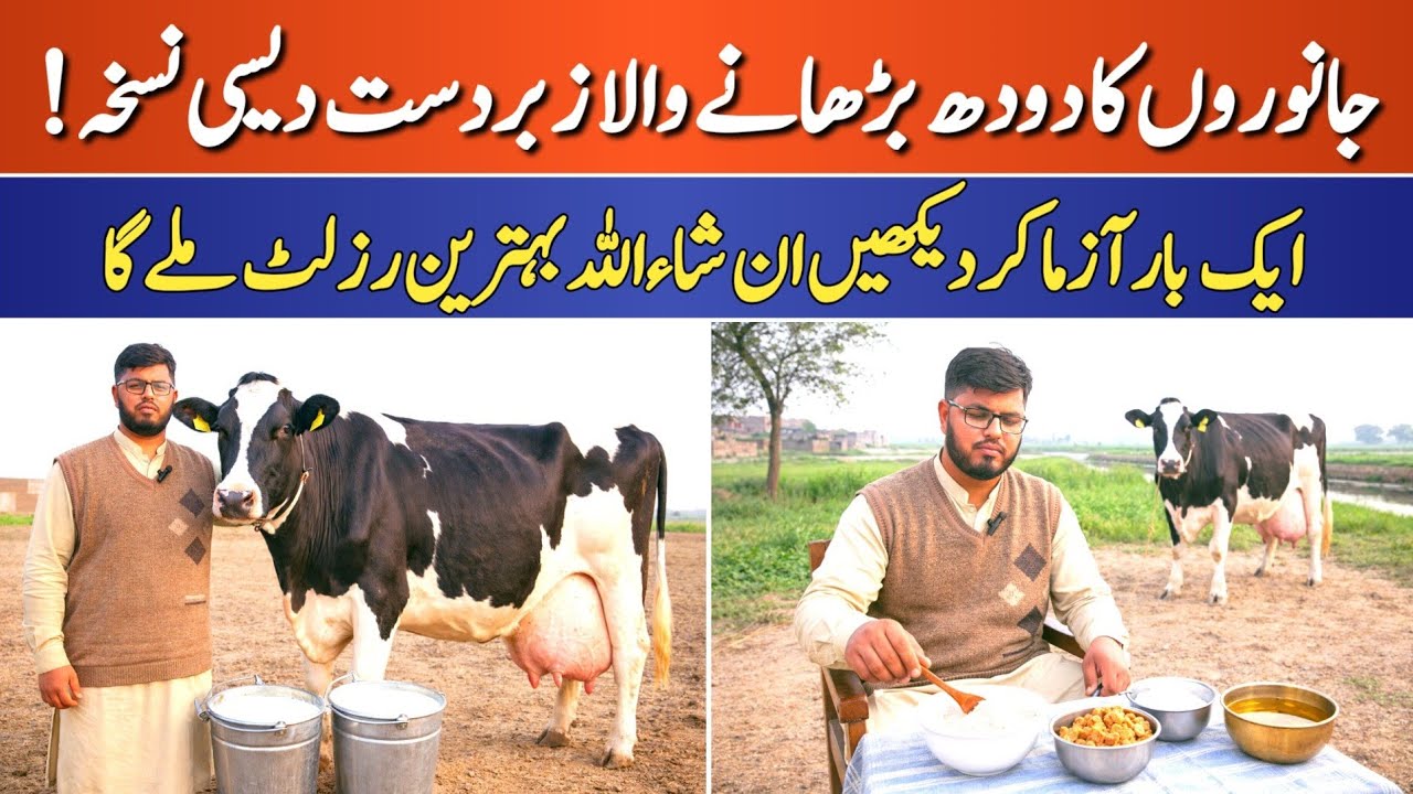 Top Method to Increase Milk Yield in Cow & Buffalo | Dairy Farming Formula