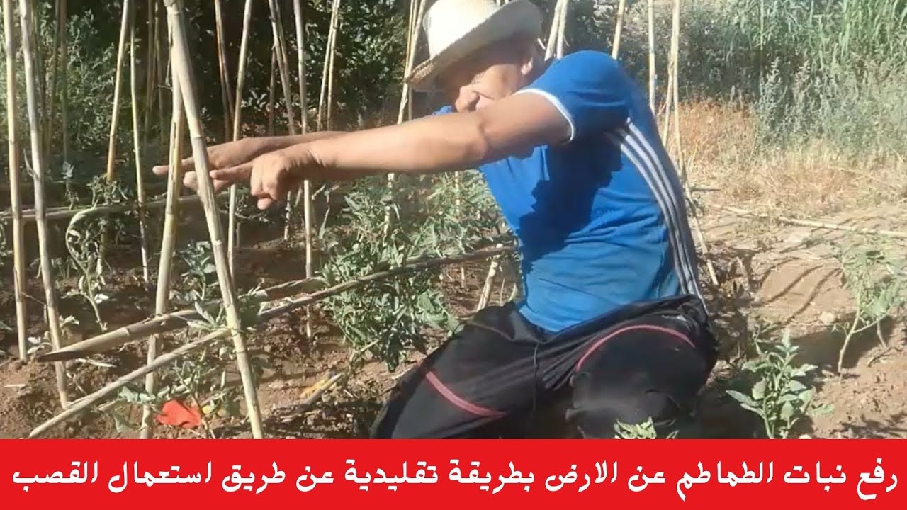 رفع نباتات الطماطم عن الأرض🍅 بطريقة تقليدية و باستخدام القصب!🏡#قناة_الظهرة_الفلاحية .