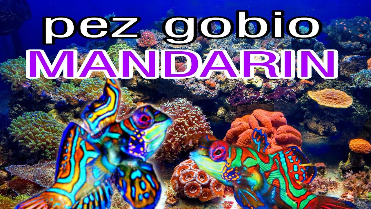 Pez Gobio Mandarin para el acuario marino