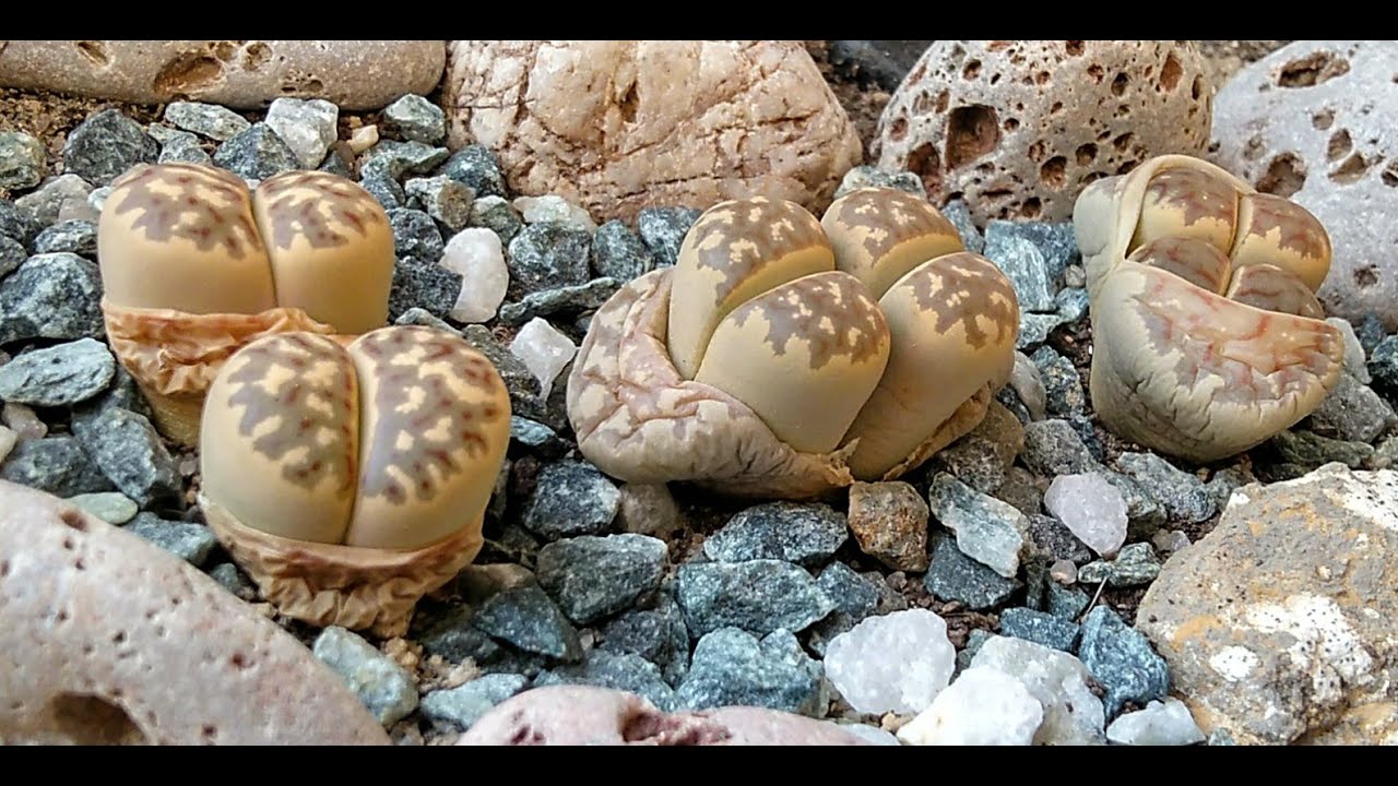 45.  Lithops dorotheae.