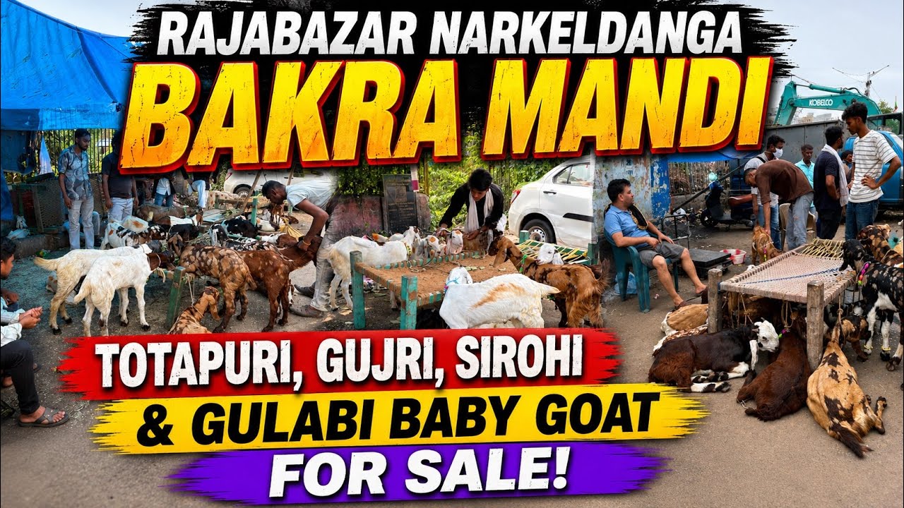 Rajabazar Narkeldanga Bakra Mandi | Totapuri, Gujri, Sirohi & Sojat Goat For Sale | Part - 1