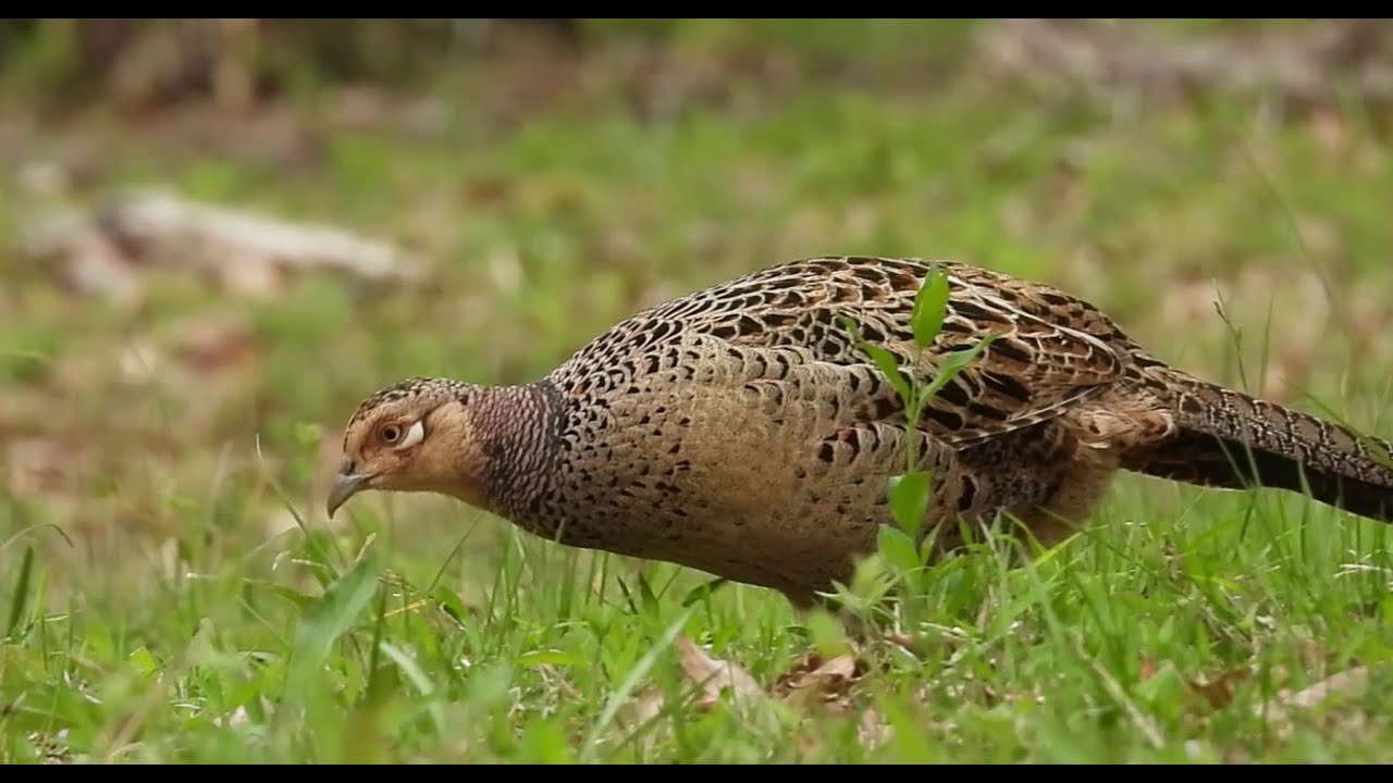 A Lone Pheasant Wandering the Medow : Preening and Foraging