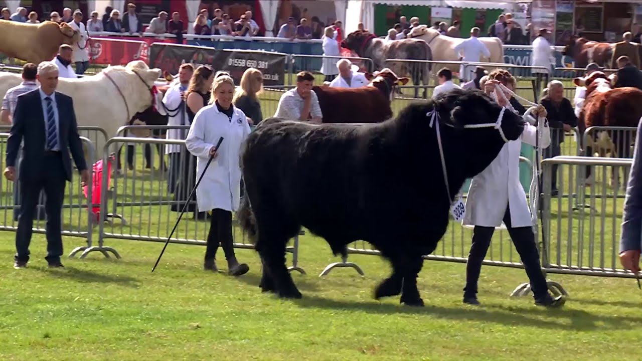 Gwartheg Du Cymreig - Tarw Hŷn | Welsh Black Cattle - Senior Bull