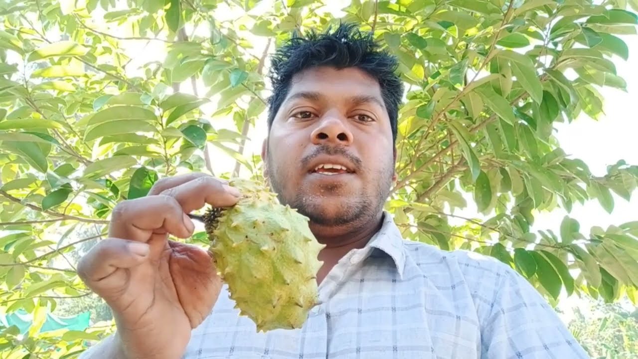 Soursop fruit It is 2 year old tree bears lots of fruits