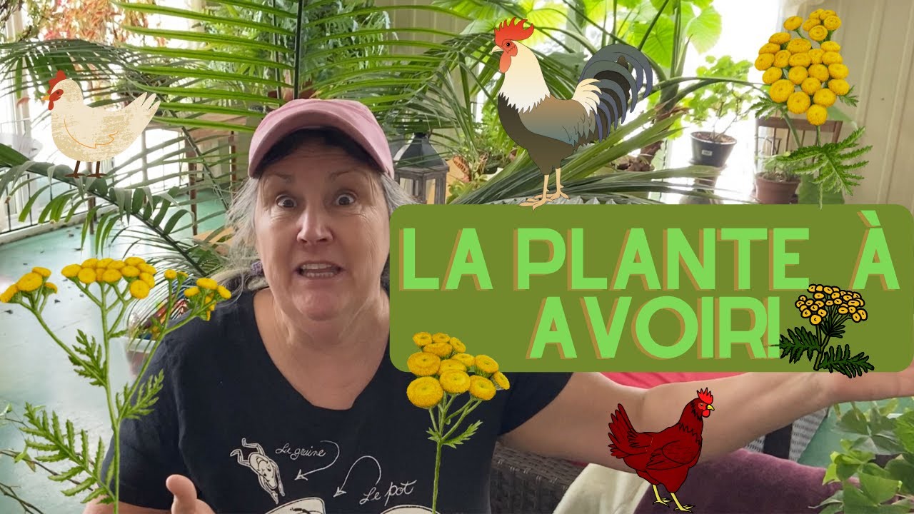Pourquoi la tanaisie est-elle LA plante à avoir? - capsule horticole