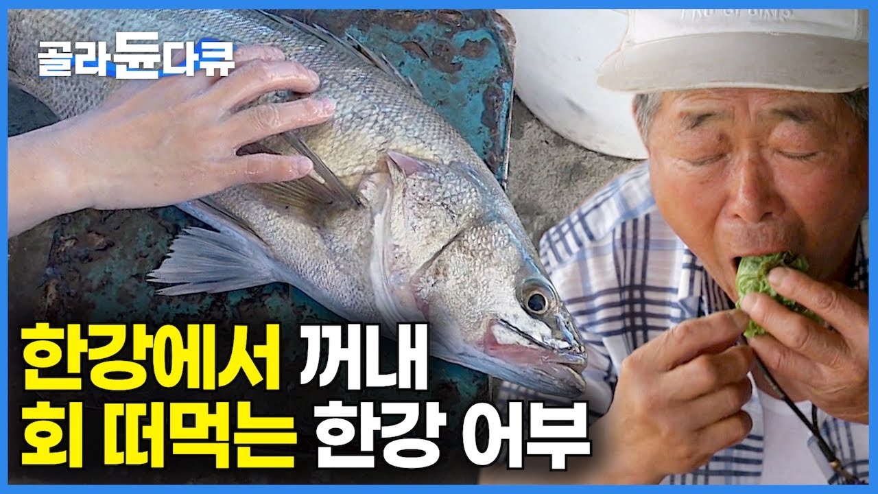 한강도 강이다. 한강에서 대물 농어 꺼내서 회 떠먹는 도시 어부의 하루｜바다 반 민물 반 한강에서 만선을 꿈꾸는 어부들｜다큐 시선｜#골라듄다큐