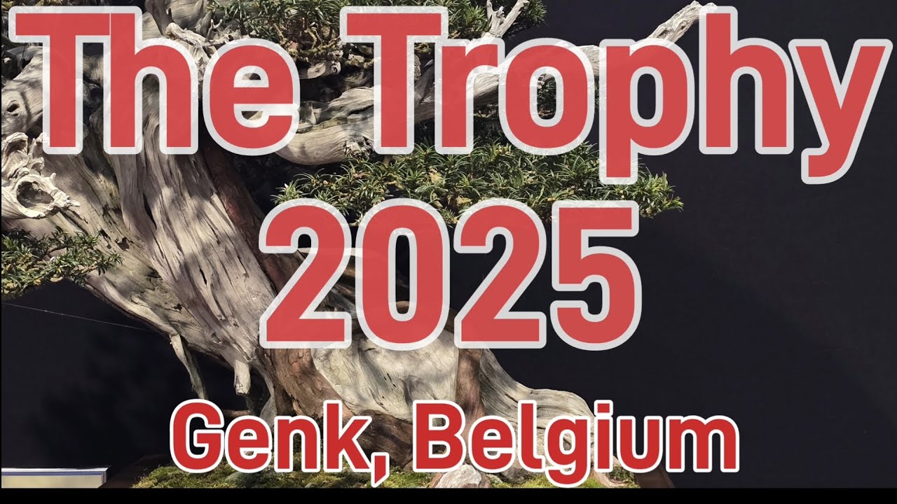 The Trophy 2025 bonsai show highlights