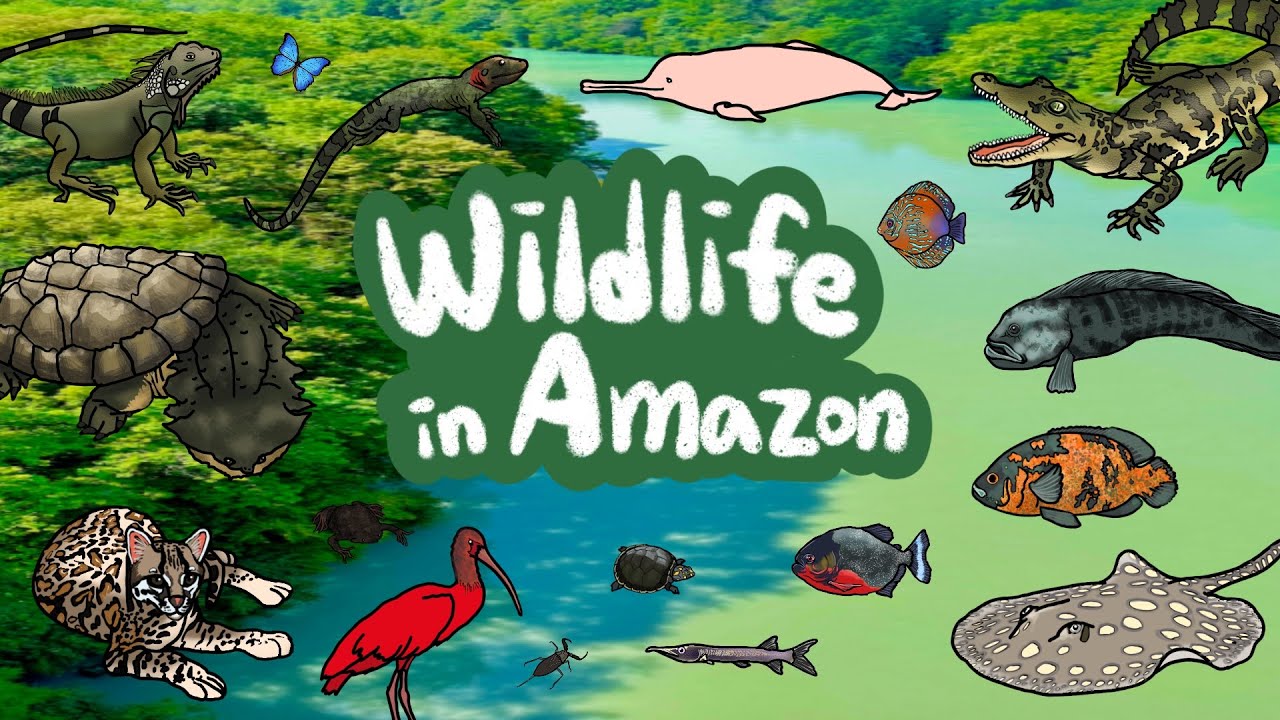 Wildlife in Amazon | Amazon anmials&fish | Let's learn all creatures live in the Amazon | Kids Draw