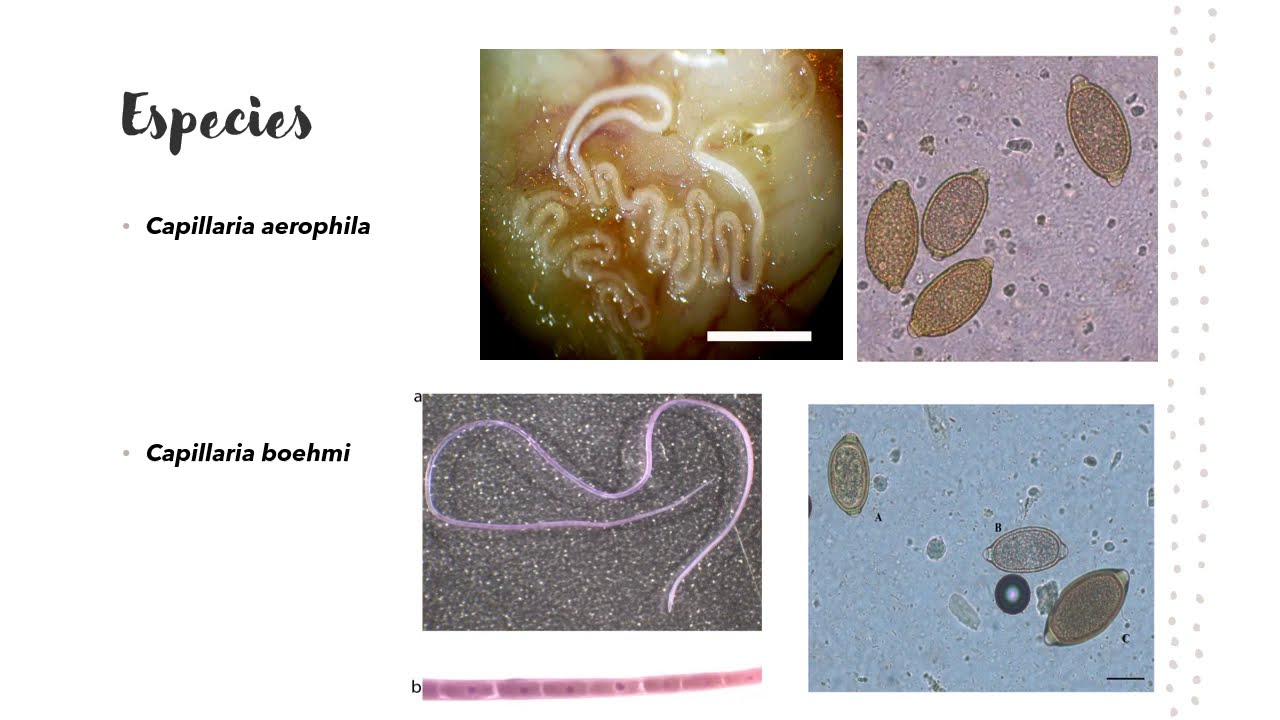 CAPILLARIA SPP