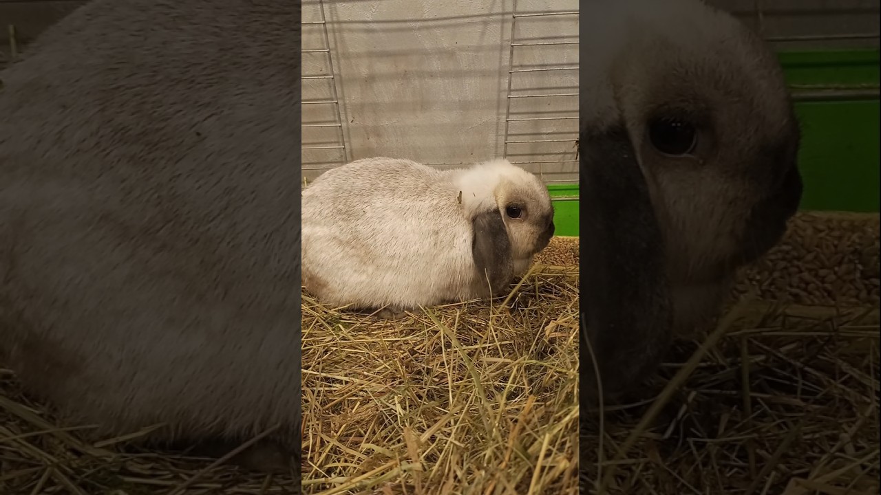 Królik mini lop samica