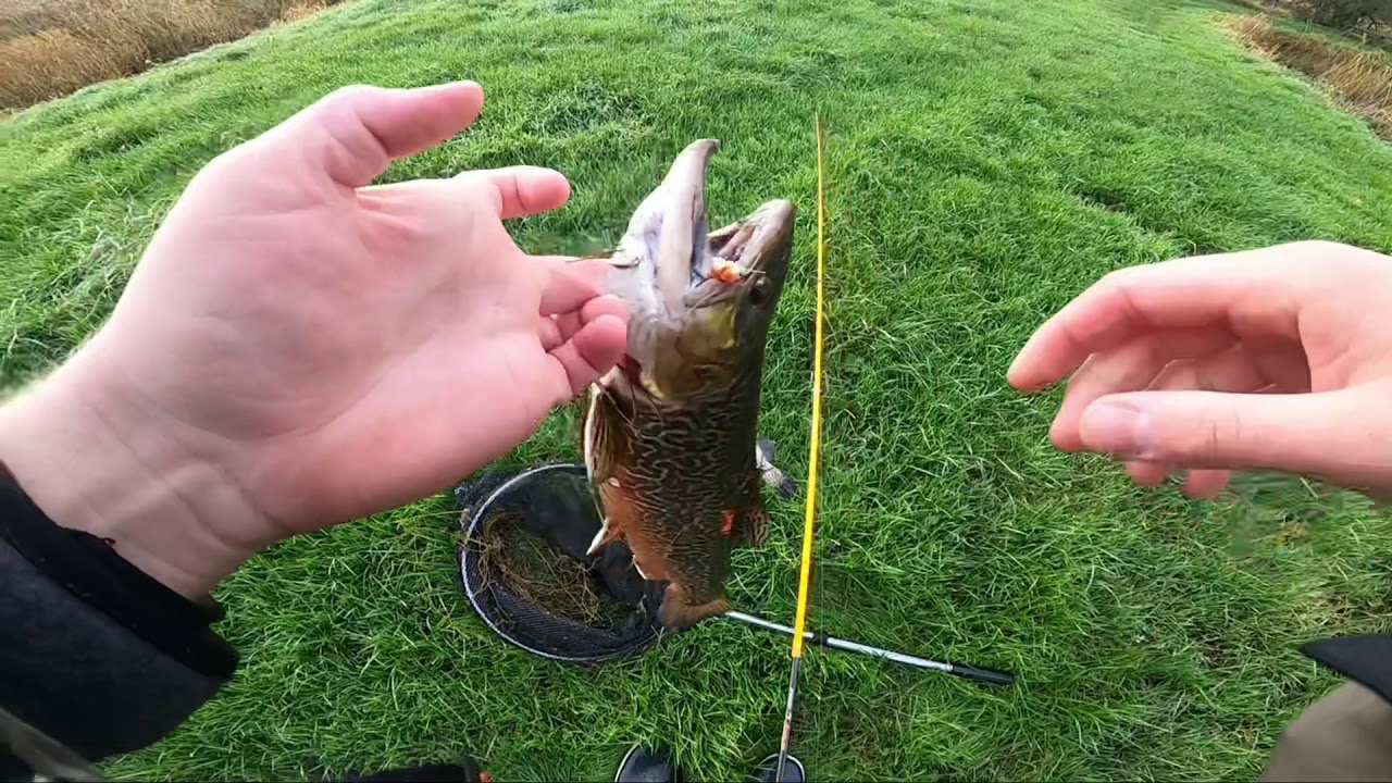 Gummidyrs fiskeri 🎣