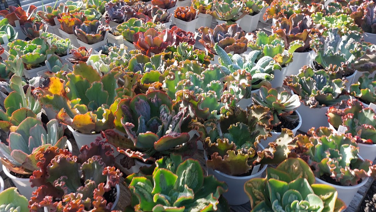 Cortes de Gibbifloras para o Grupo!