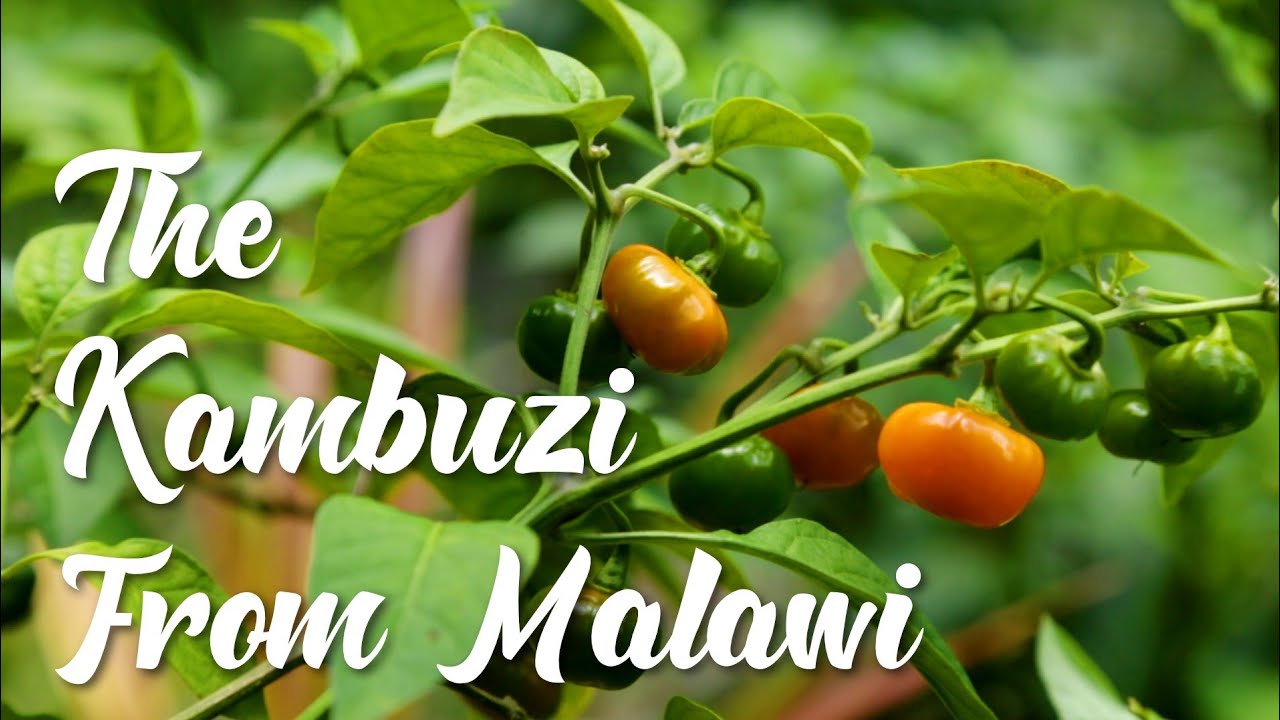 Growing a Rare African Habanero -  The Kambuzi from Malawi