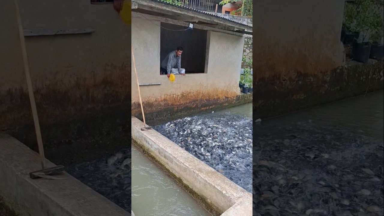 Pemuda sukses budidaya ikan mas dipinggir rumah #ikanmas #shorts