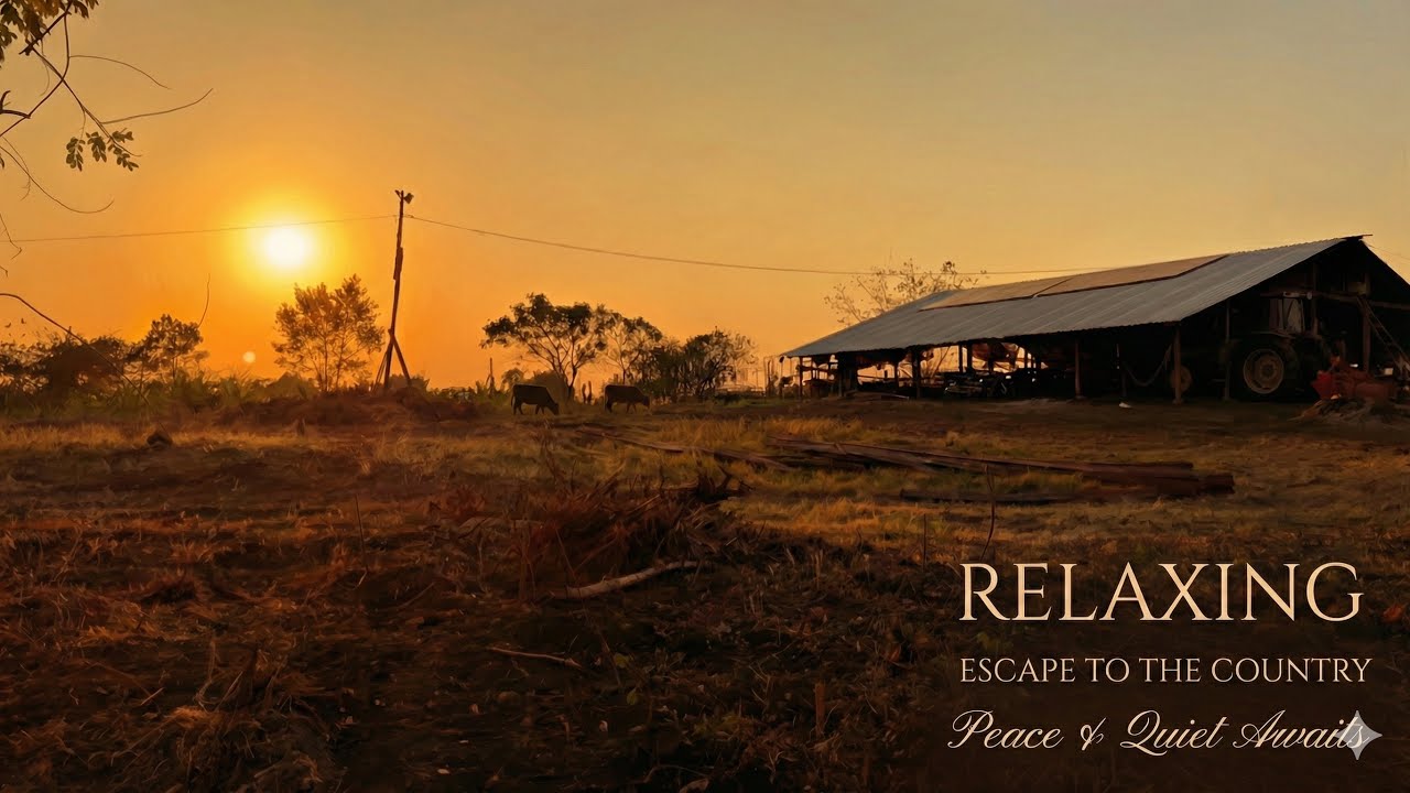 Golden Hour at the Cattle Farm | 40 Min Ambient Nature & Piano
