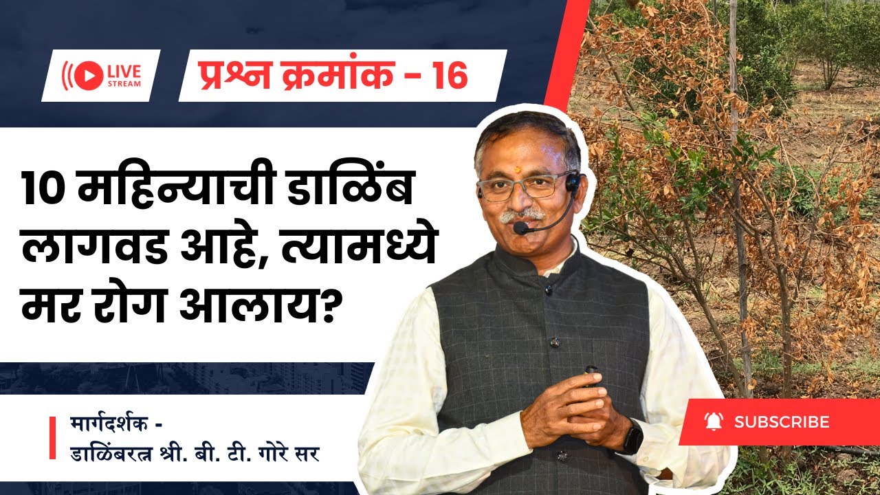 प्रश्न क्रमांक 16 - 10 महिन्याची डाळिंब लागवड आहे, त्यामध्ये मर रोग आलाय? @BTGore