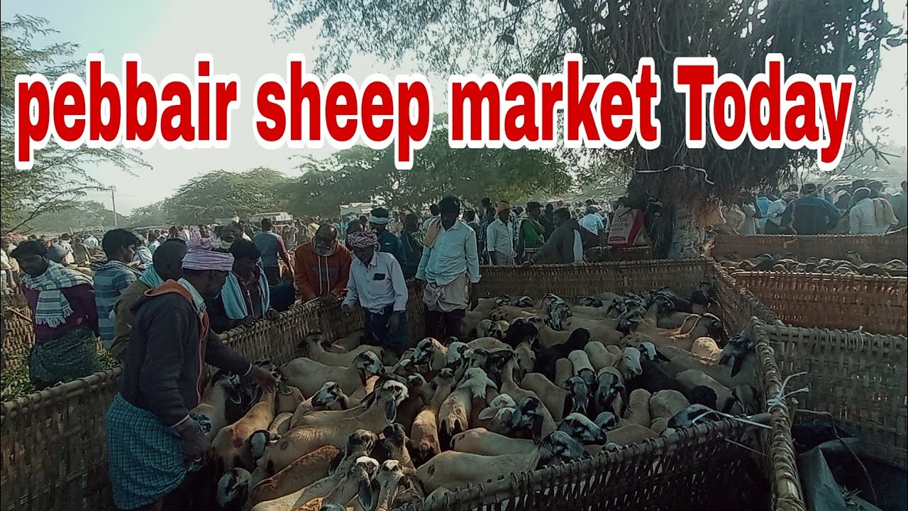  Pebbair Market Latest Sheep Price Updates 🐑 | ప్రత్యేక పెబ్బైర్ గొర్రెల ధరలు #306 